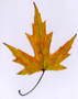 leaf4.jpg (JPEG)