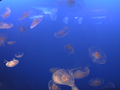 JellyFish.jpg (JPEG)